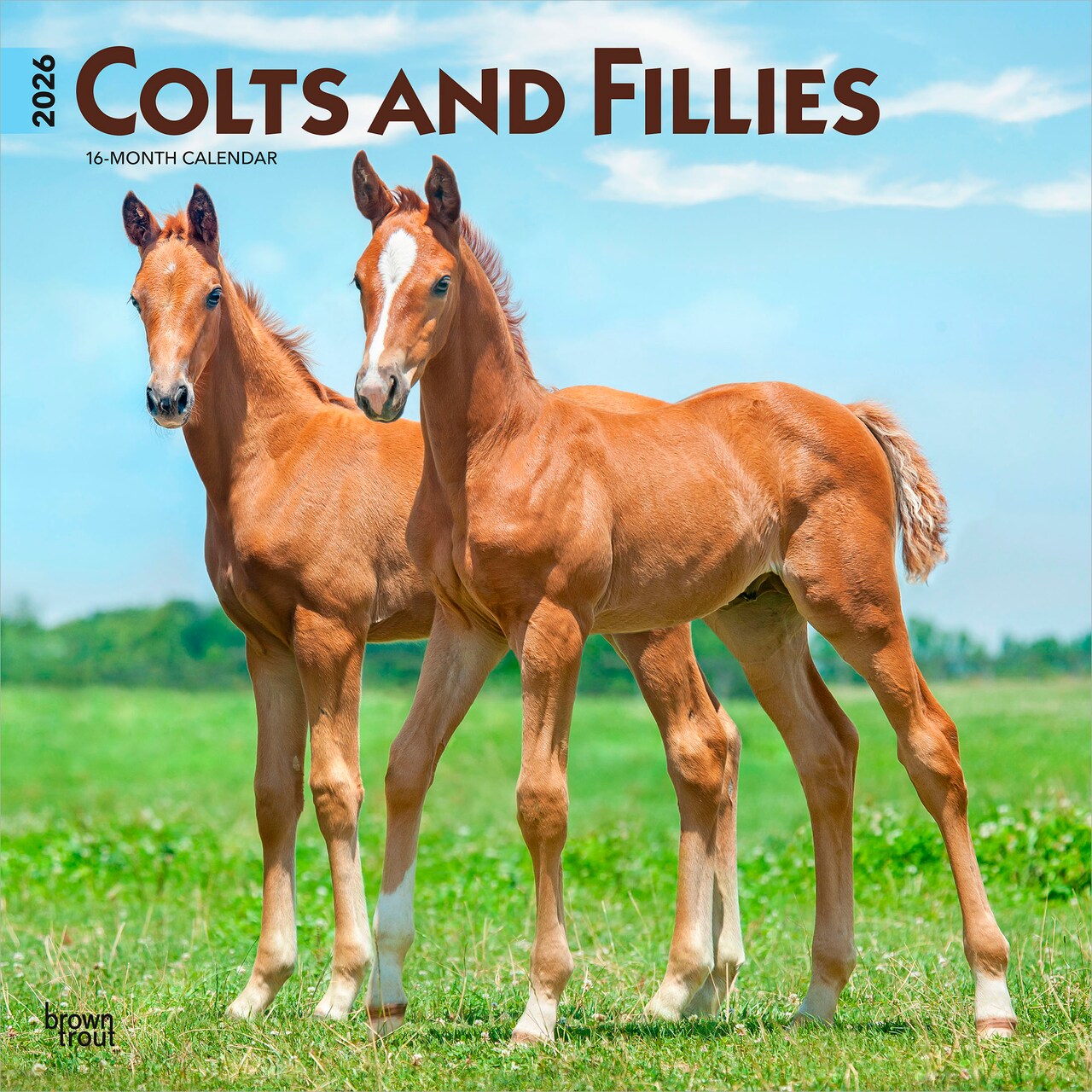 Colts and Fillies | 2026 12 x 24 Inch (Hanging) Monthly Square Wall Calendar | Plastic-Free